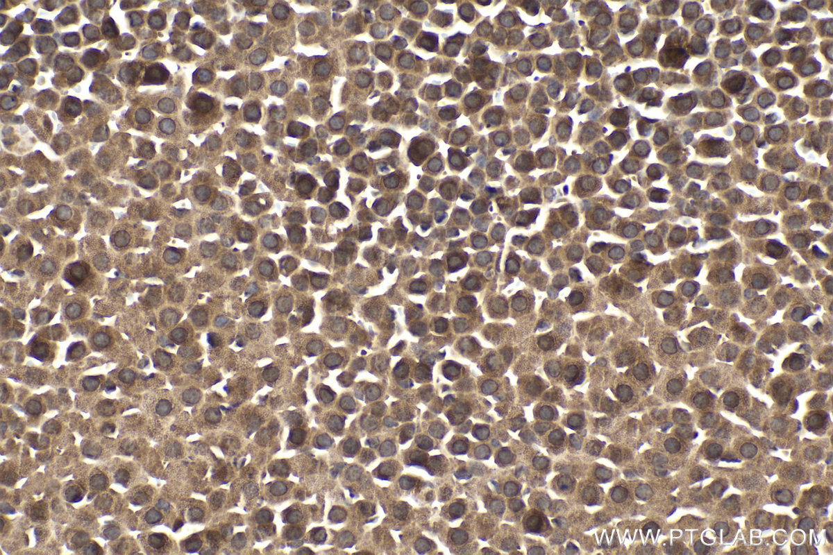 Immunohistochemical analysis of paraffin-embedded mouse adrenal gland tissue slide using KHC2145 (ASMTL IHC Kit).