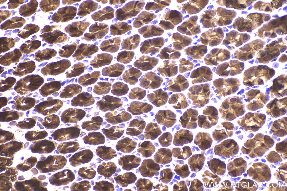 Immunohistochemical analysis of paraffin-embedded mouse stomach tissue slide using KHC2168 (ASNS IHC Kit).