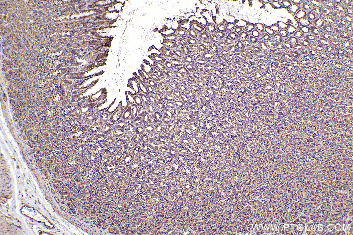 Immunohistochemical analysis of paraffin-embedded rat stomach tissue slide using KHC2379 (ATP2C1 IHC Kit).