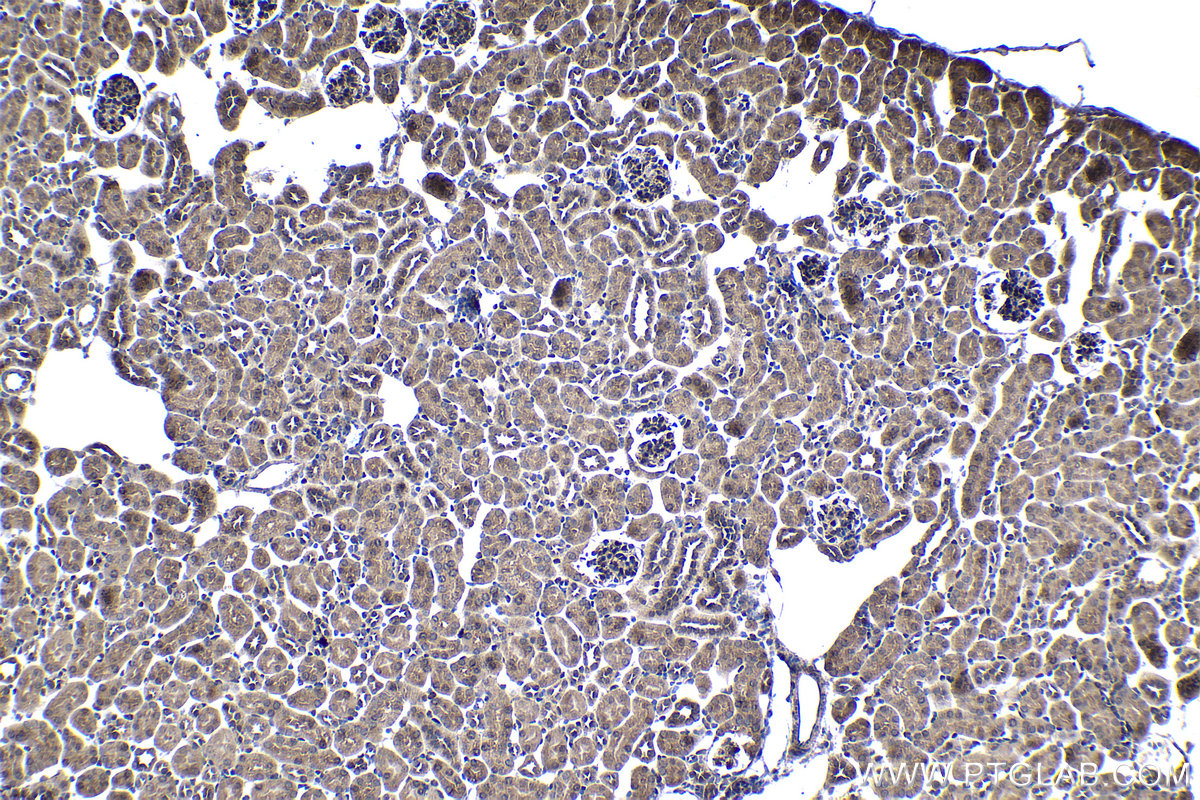 Immunohistochemical analysis of paraffin-embedded mouse kidney tissue slide using KHC1353 (ATP5J IHC Kit).