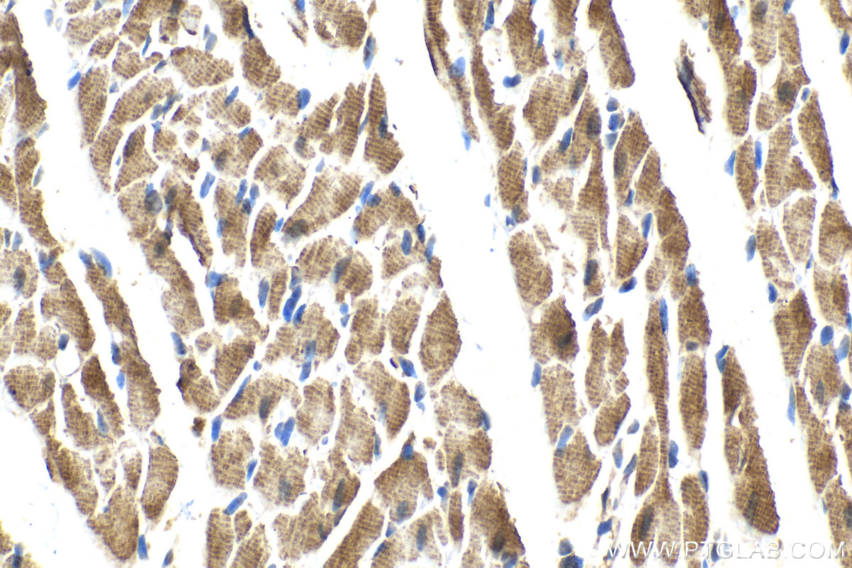 Immunohistochemical analysis of paraffin-embedded rat heart tissue slide using KHC2148 (BAG2 IHC Kit).