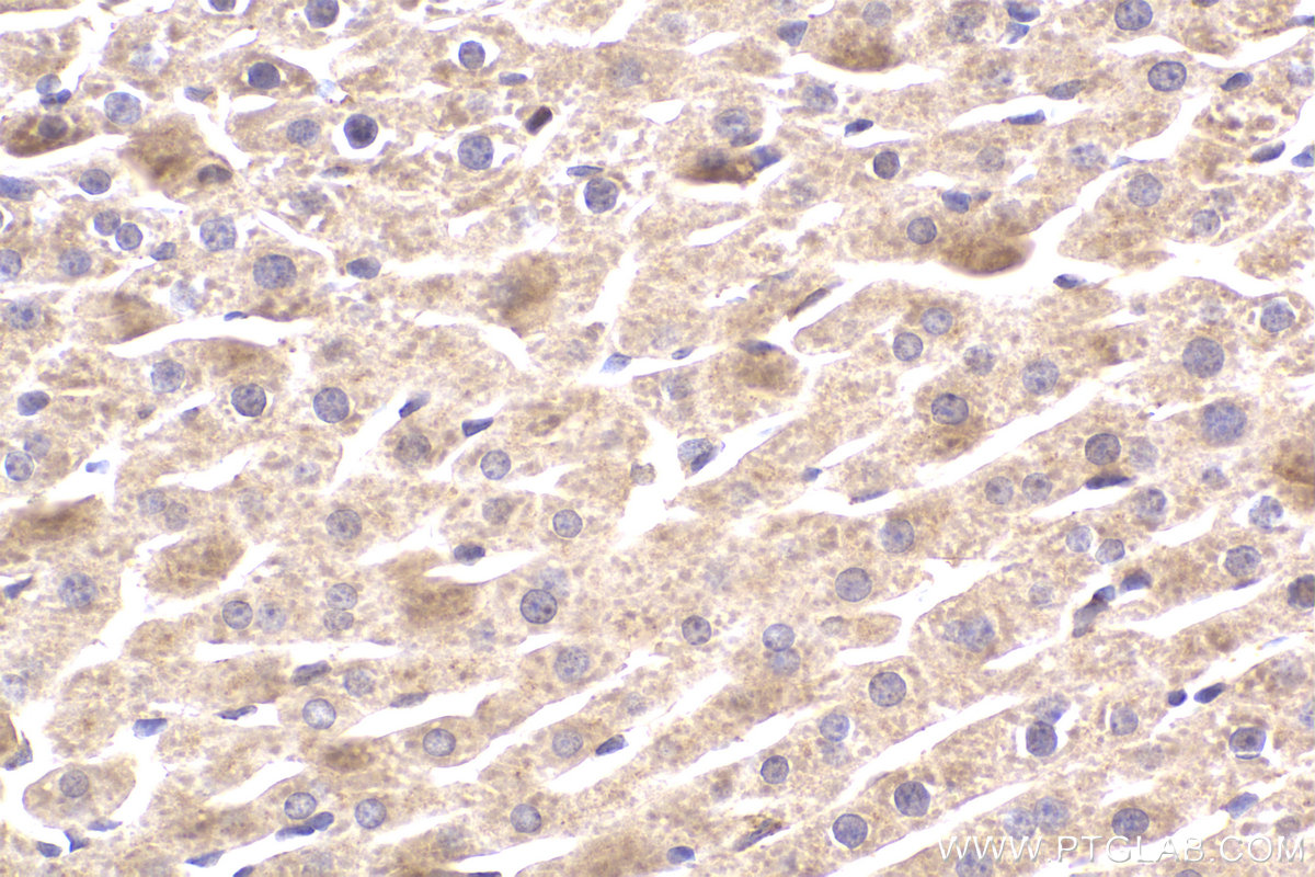 Immunohistochemical analysis of paraffin-embedded rat liver tissue slide using KHC2181 (BCR IHC Kit).