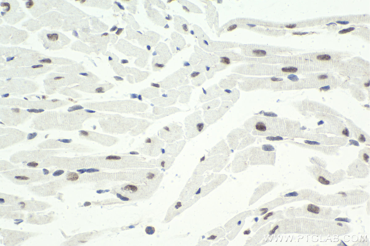 Immunohistochemical analysis of paraffin-embedded mouse heart tissue slide using KHC1926 (BHLHE41 IHC Kit).