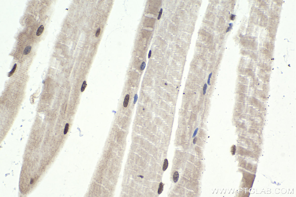 Immunohistochemical analysis of paraffin-embedded mouse skeletal muscle tissue slide using KHC1926 (BHLHE41 IHC Kit).