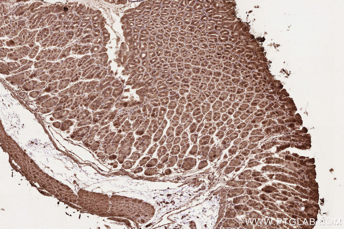 Immunohistochemical analysis of paraffin-embedded mouse stomach tissue slide using KHC2590 (BORA IHC Kit).