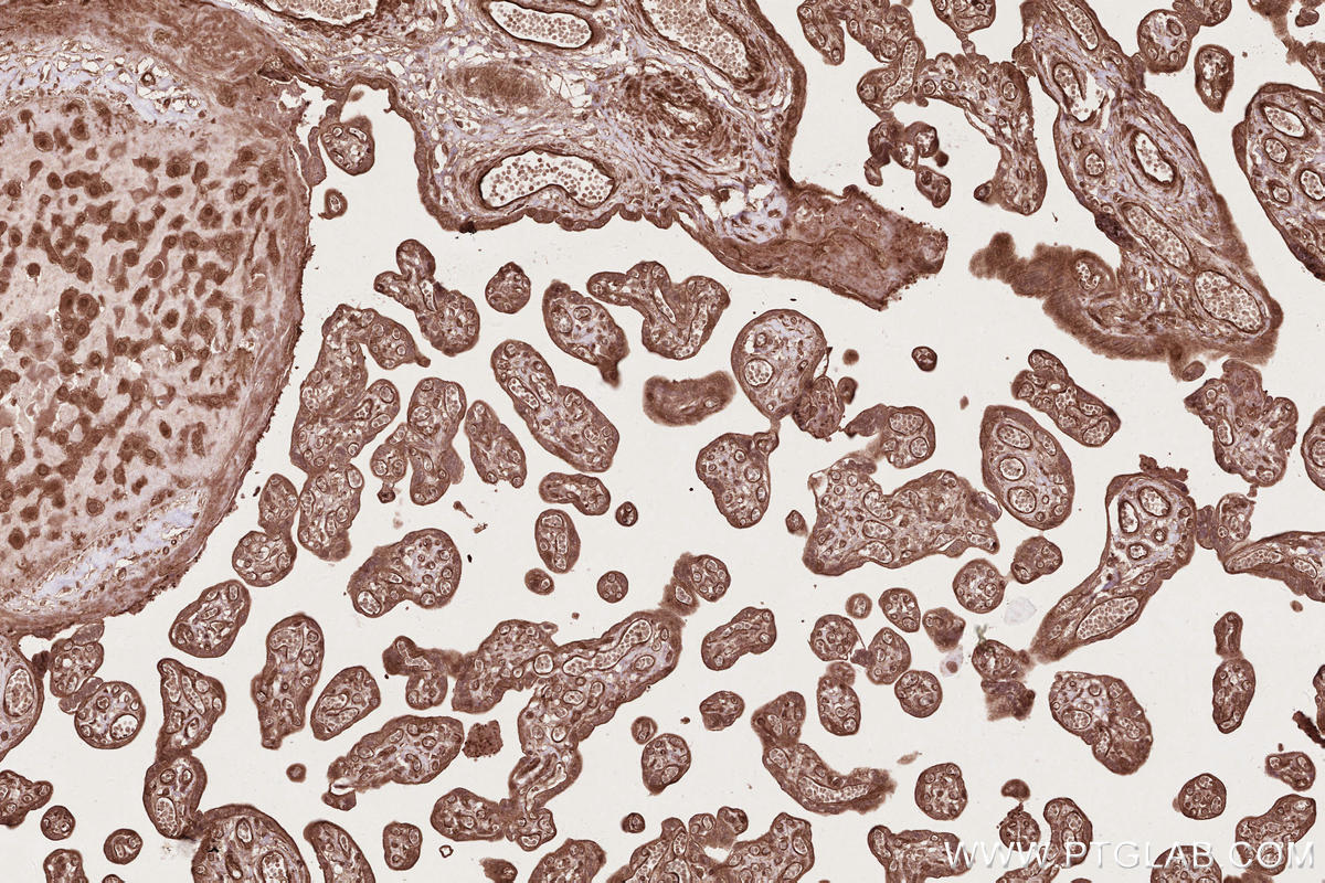 Immunohistochemical analysis of paraffin-embedded human placenta tissue slide using KHC2590 (BORA IHC Kit).