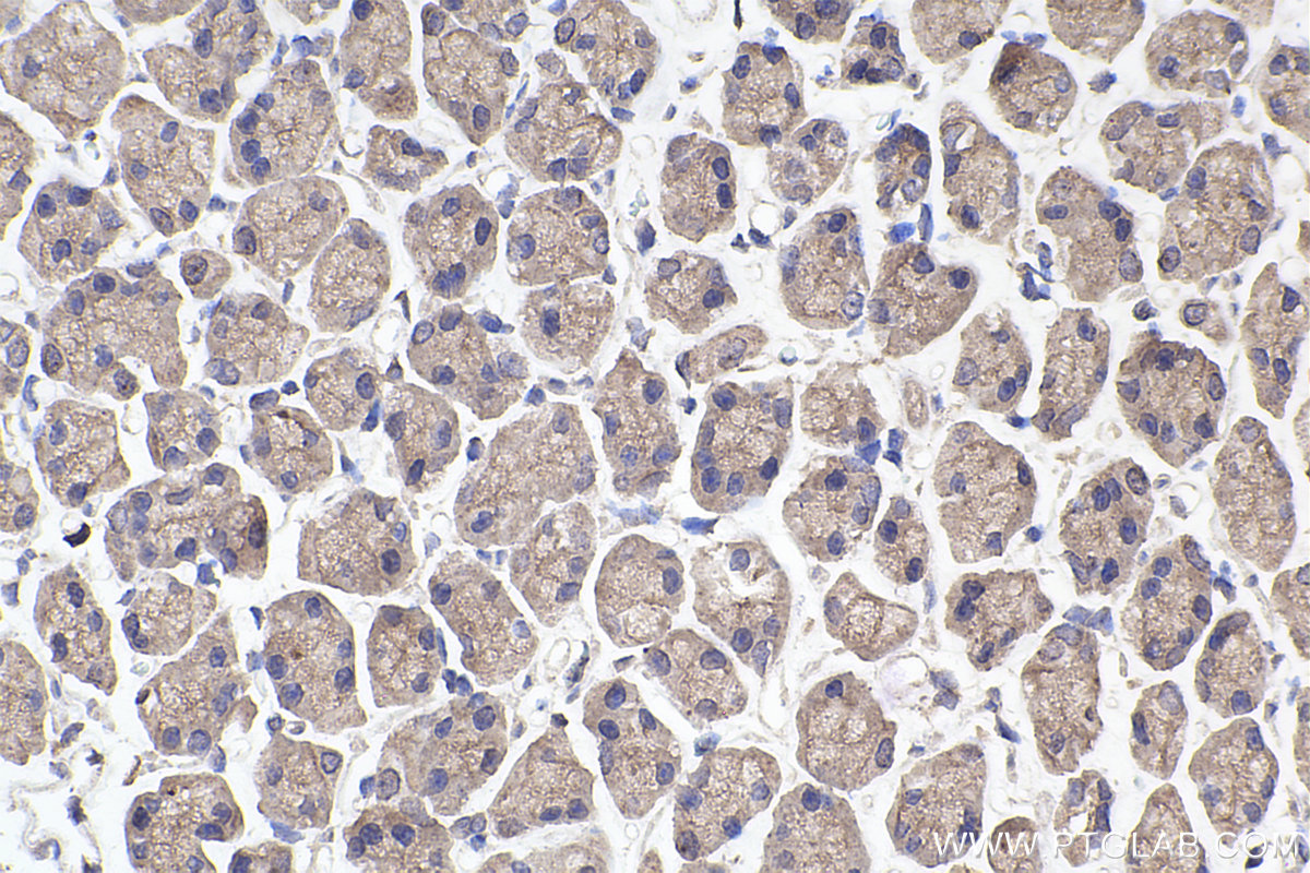 Immunohistochemical analysis of paraffin-embedded rat stomach tissue slide using KHC2381 (BORG5/CDC42EP1 IHC Kit).