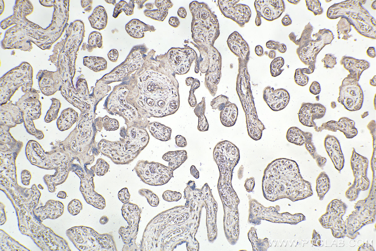 Immunohistochemical analysis of paraffin-embedded human placenta tissue slide using KHC2381 (BORG5/CDC42EP1 IHC Kit).