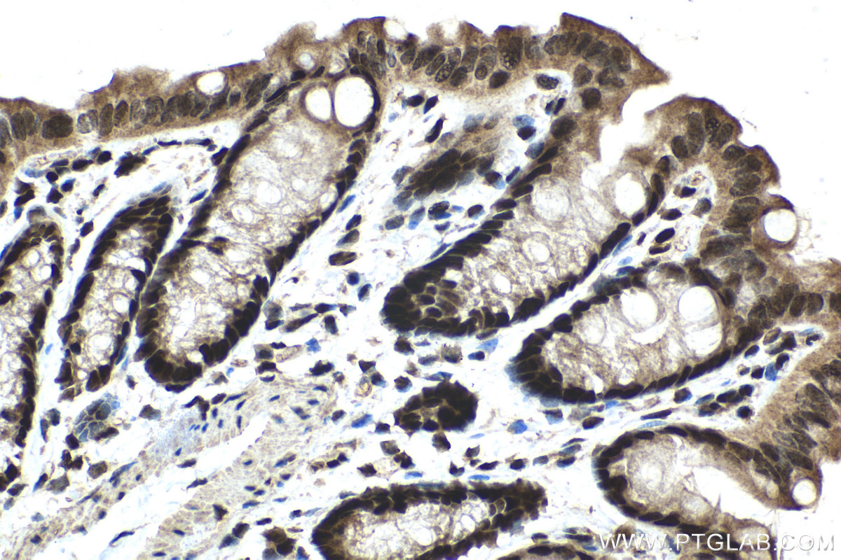 Immunohistochemical analysis of paraffin-embedded mouse colon tissue slide using KHC1412 (C17orf49 IHC Kit).