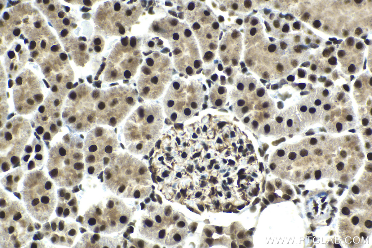 Immunohistochemical analysis of paraffin-embedded rat kidney tissue slide using KHC1412 (C17orf49 IHC Kit).