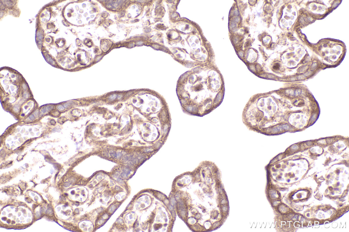 Immunohistochemical analysis of paraffin-embedded human placenta tissue slide using KHC2526 (C20orf19 IHC Kit).