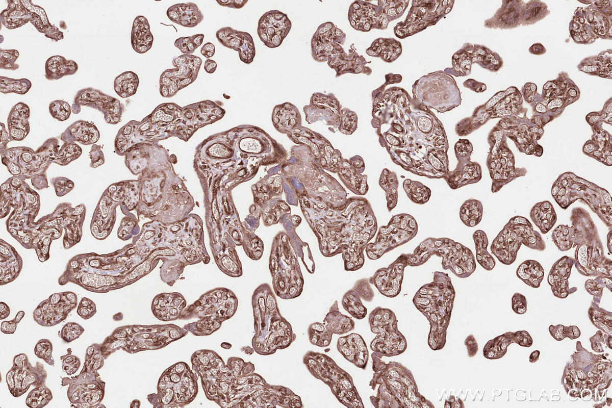 Immunohistochemical analysis of paraffin-embedded human placenta tissue slide using KHC2528 (C9orf86 IHC Kit).