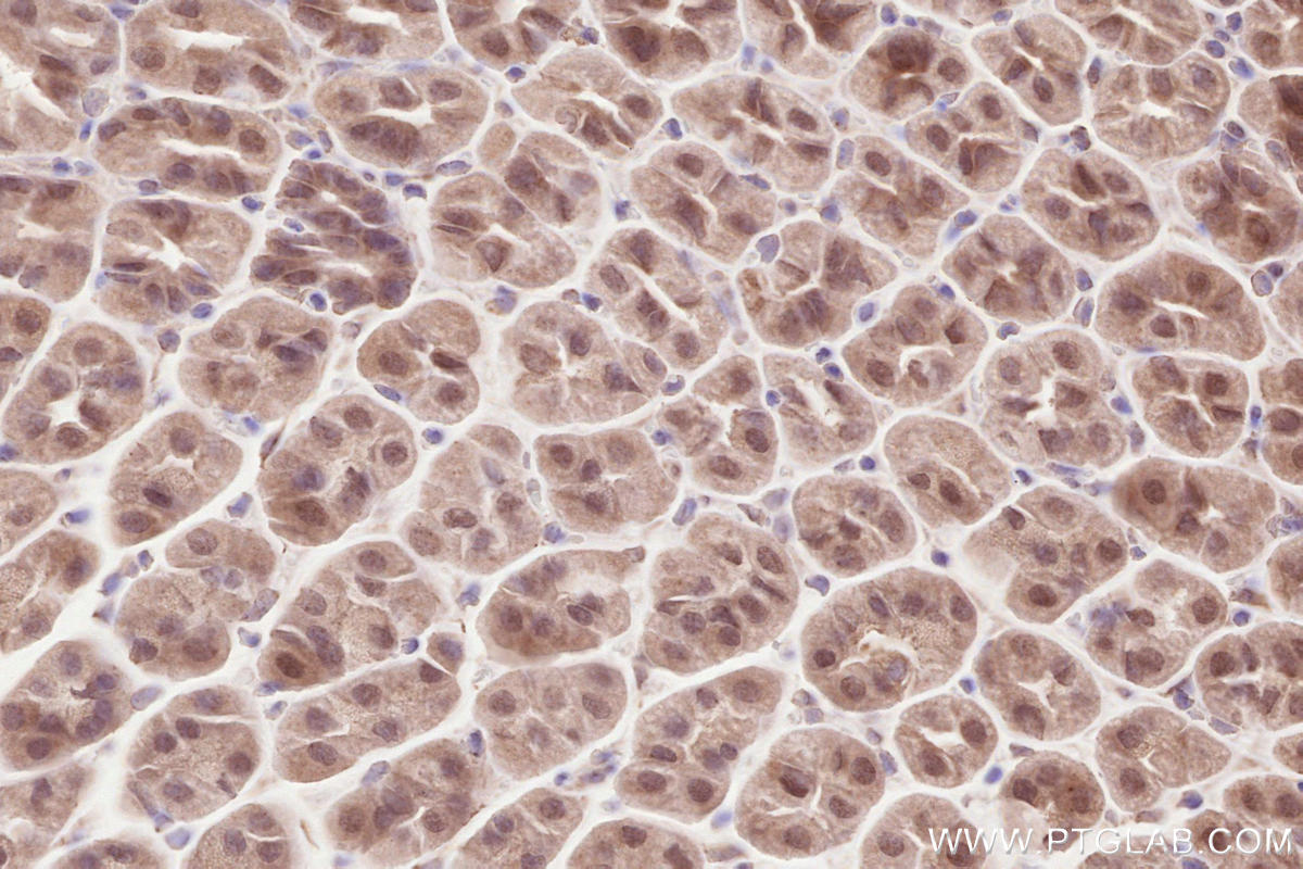 Immunohistochemical analysis of paraffin-embedded mouse stomach tissue slide using KHC2580 (CAPRIN2 IHC Kit).