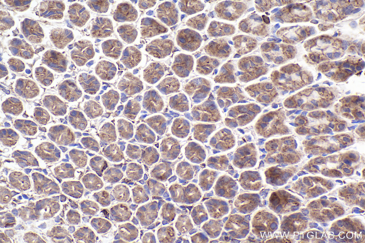 Immunohistochemical analysis of paraffin-embedded mouse stomach tissue slide using KHC2313 (CAPZA1 IHC Kit).