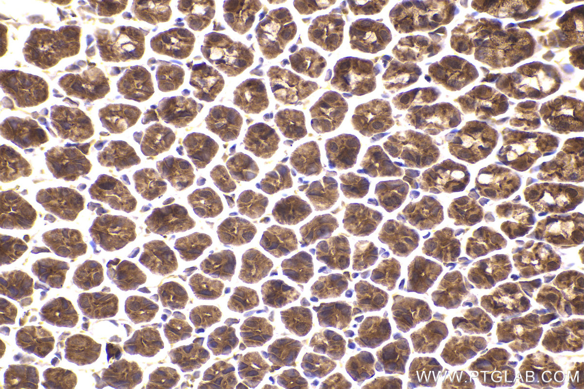 Immunohistochemical analysis of paraffin-embedded mouse stomach tissue slide using KHC2280 (CAPZA2 IHC Kit).