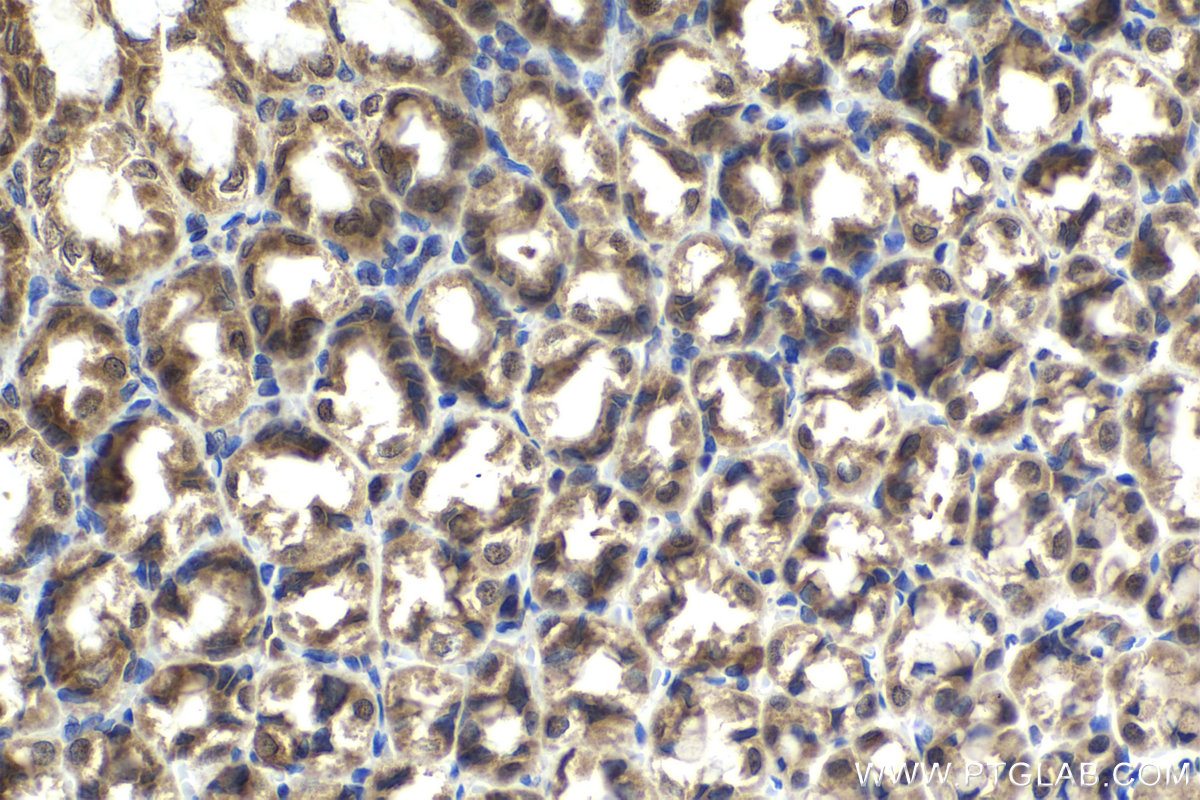 Immunohistochemical analysis of paraffin-embedded rat stomach tissue slide using KHC2138 (CCNDBP1 IHC Kit).