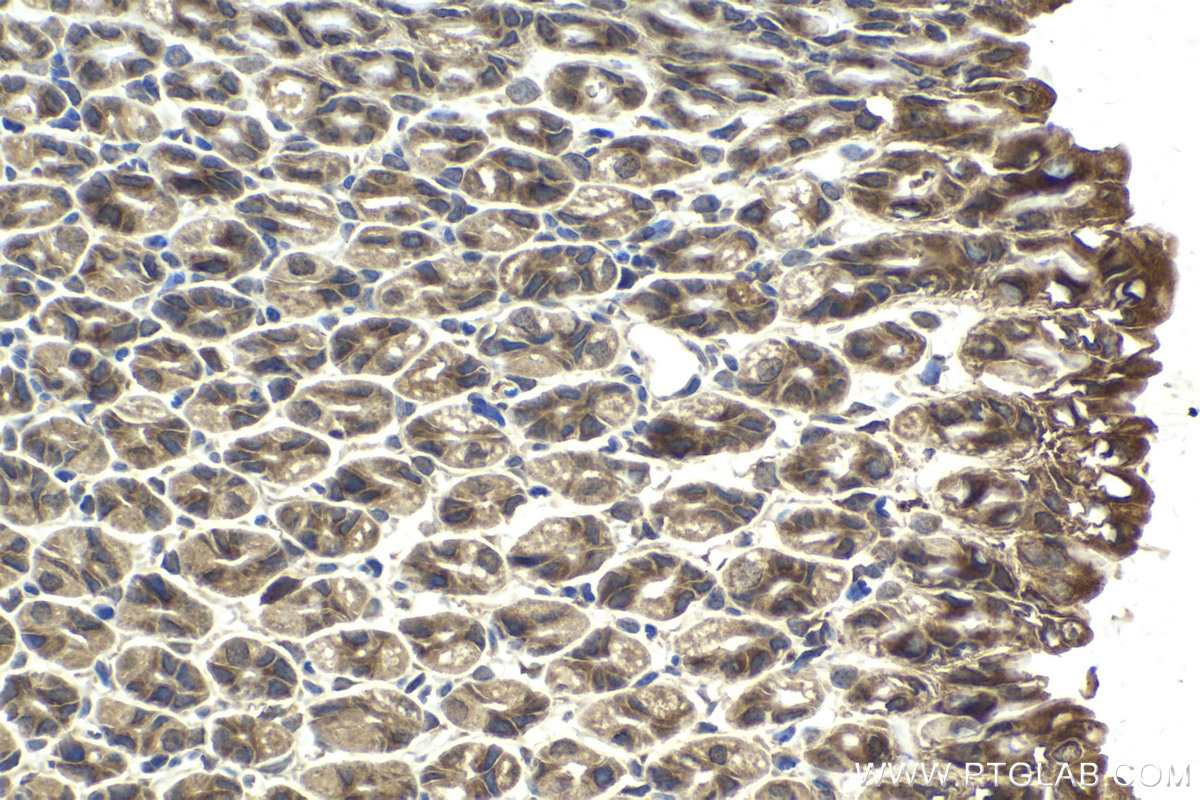 Immunohistochemical analysis of paraffin-embedded mouse stomach tissue slide using KHC2138 (CCNDBP1 IHC Kit).