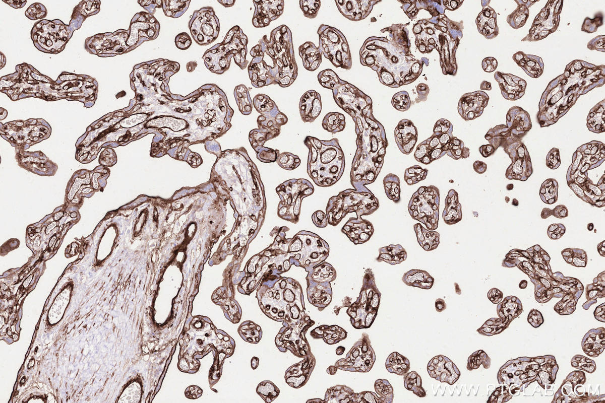 Immunohistochemical analysis of paraffin-embedded human placenta tissue slide using KHC2511 (CD141/Thrombomodulin IHC Kit).