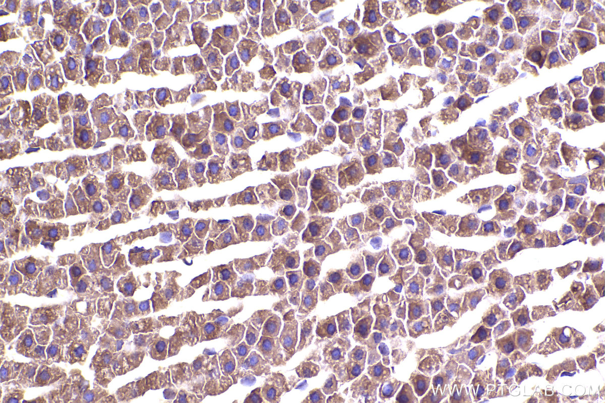 Immunohistochemical analysis of paraffin-embedded rat adrenal gland tissue slide using KHC2336 (CDC42 IHC Kit).