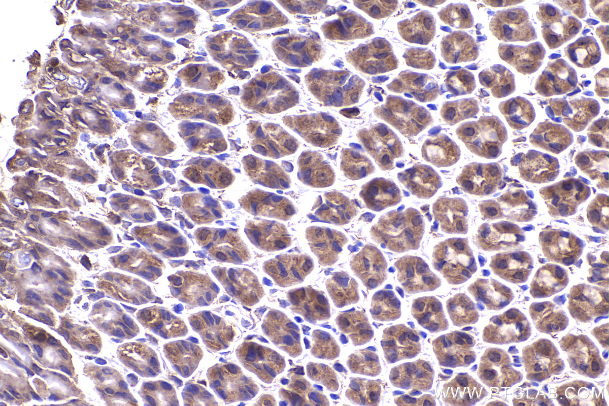 Immunohistochemical analysis of paraffin-embedded mouse stomach tissue slide using KHC2336 (CDC42 IHC Kit).