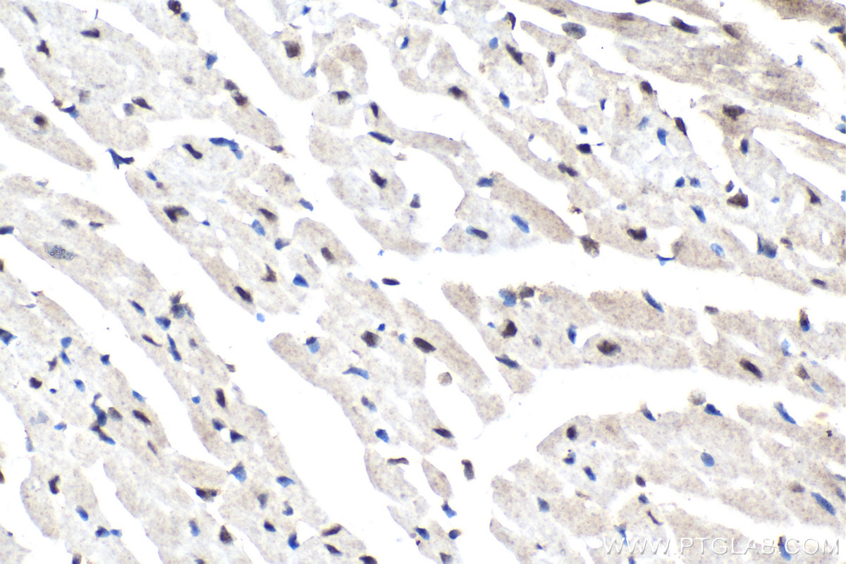 Immunohistochemical analysis of paraffin-embedded rat heart tissue slide using KHC2124 (CDK2AP2 IHC Kit).