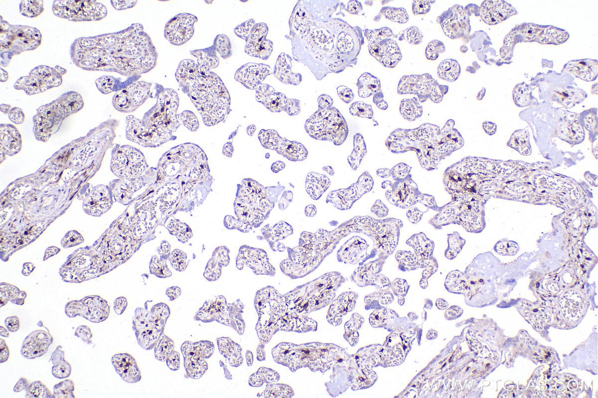 Immunohistochemical analysis of paraffin-embedded human placenta tissue slide using KHC2217 (CHAT IHC Kit).