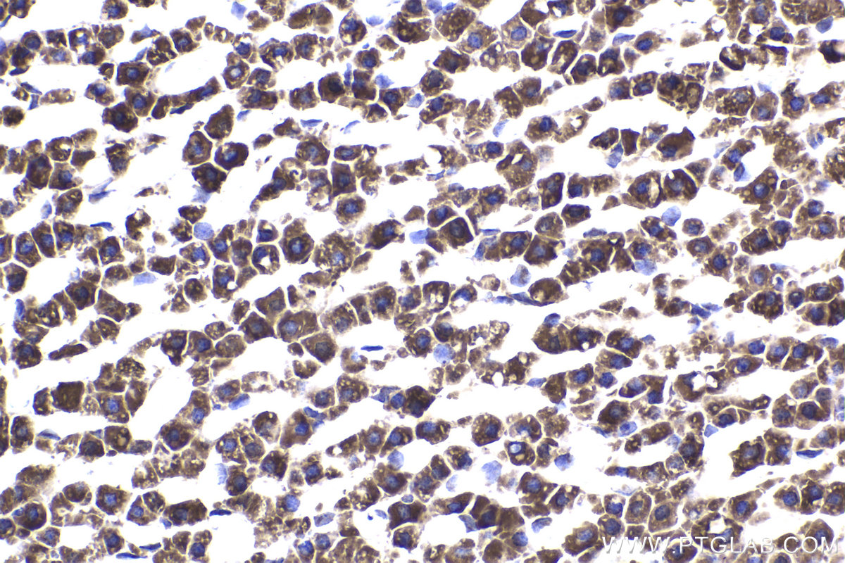 Immunohistochemical analysis of paraffin-embedded rat adrenal gland tissue slide using KHC2252 (CHRNA7 IHC Kit).