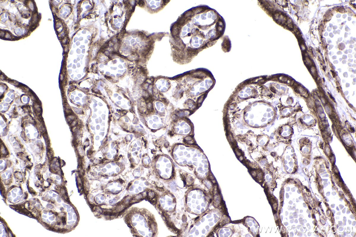 Immunohistochemical analysis of paraffin-embedded human placenta tissue slide using KHC2399 (CKAP4 IHC Kit).