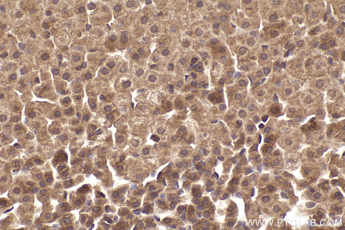 Immunohistochemical analysis of paraffin-embedded rat adrenal gland tissue slide using KHC2230 (CLIP1 IHC Kit).