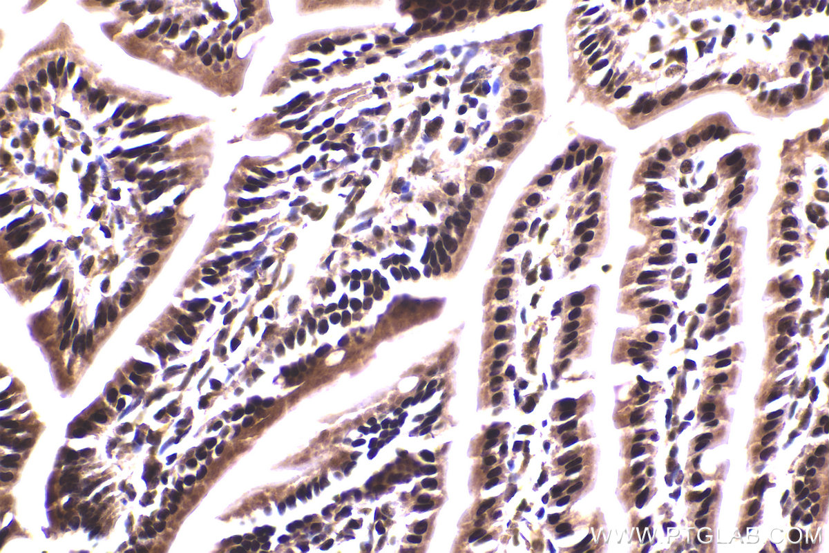 Immunohistochemical analysis of paraffin-embedded mouse small intestine tissue slide using KHC2323 (CLNS1A IHC Kit).