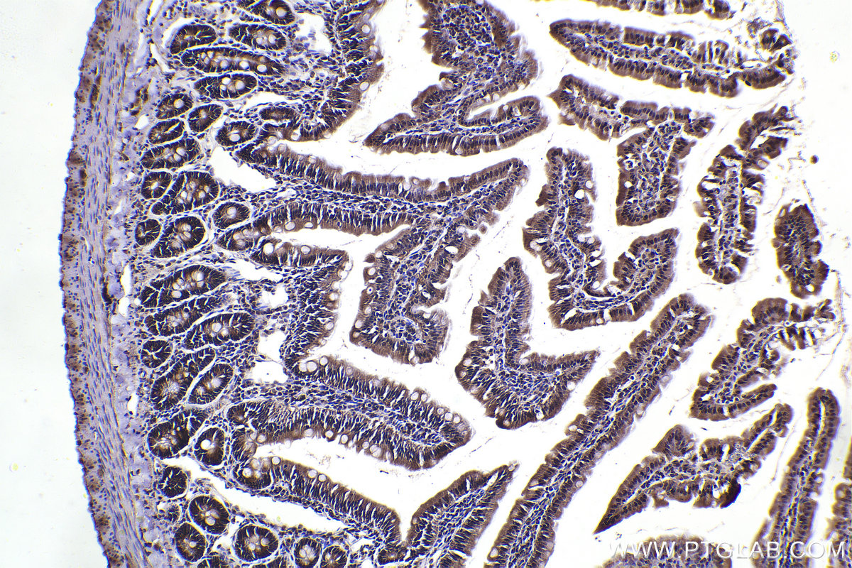 Immunohistochemical analysis of paraffin-embedded rat small intestine tissue slide using KHC2323 (CLNS1A IHC Kit).