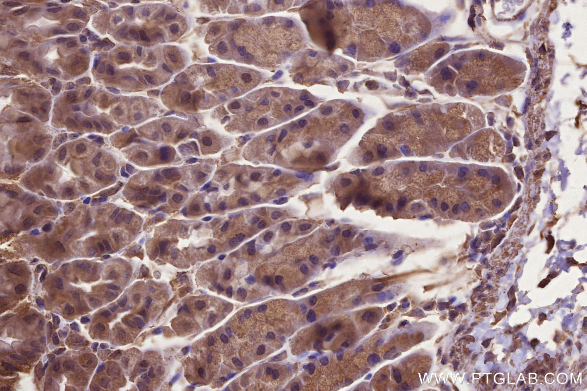 Immunohistochemical analysis of paraffin-embedded mouse stomach tissue slide using KHC2667 (CNTROB IHC Kit).