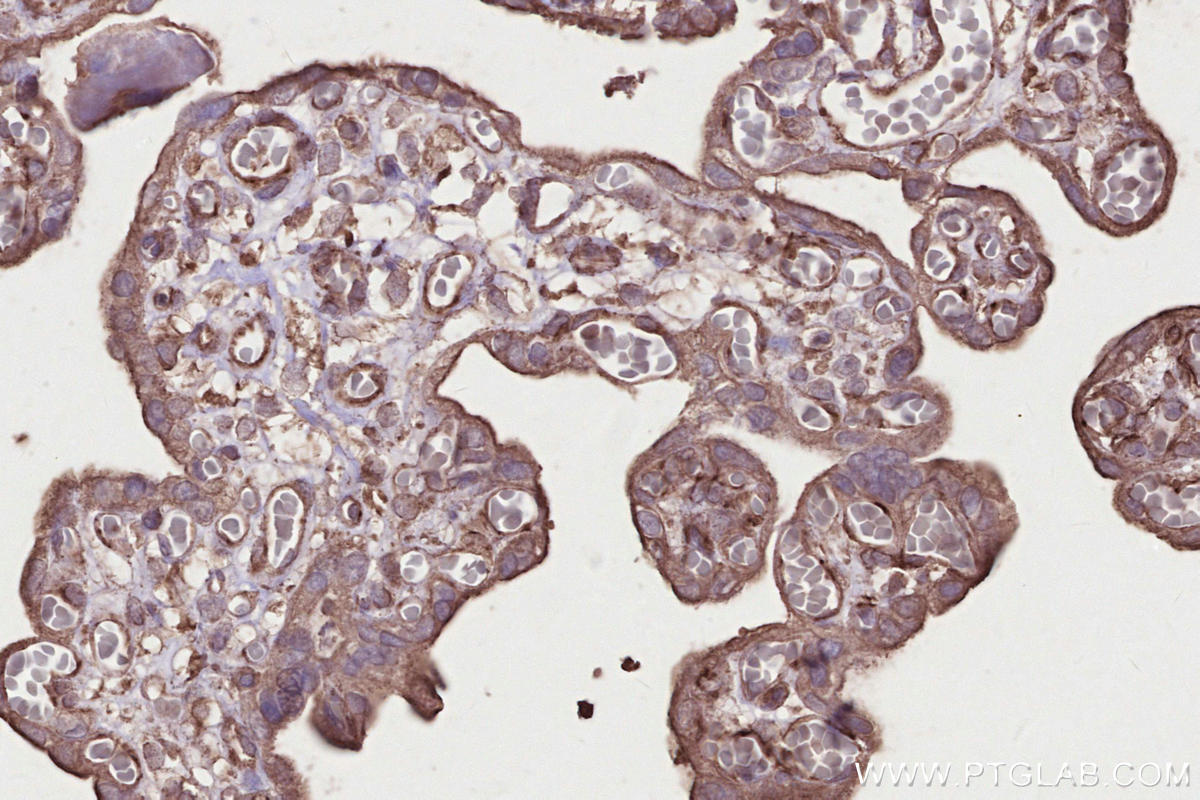 Immunohistochemical analysis of paraffin-embedded human placenta tissue slide using KHC2667 (CNTROB IHC Kit).