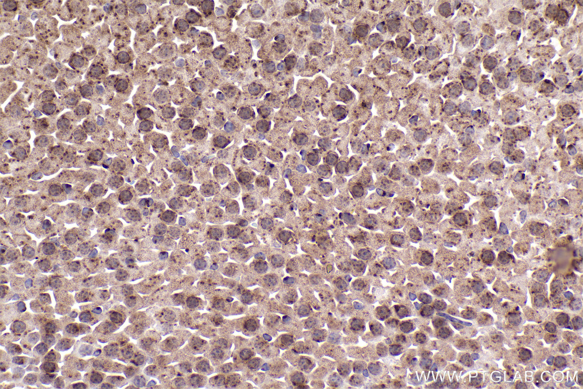 Immunohistochemical analysis of paraffin-embedded mouse adrenal gland tissue slide using KHC2371 (COG7 IHC Kit).