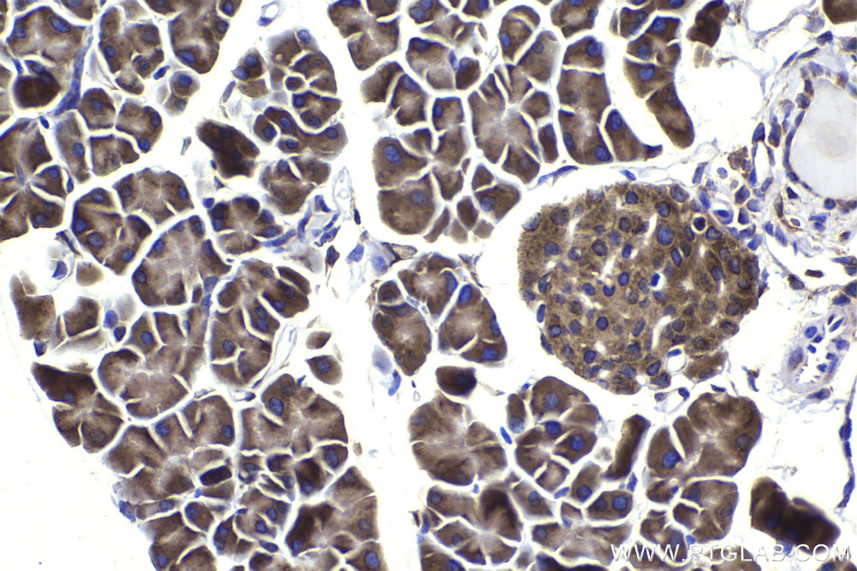 Immunohistochemical analysis of paraffin-embedded mouse pancreas tissue slide using KHC2316 (COPA IHC Kit).