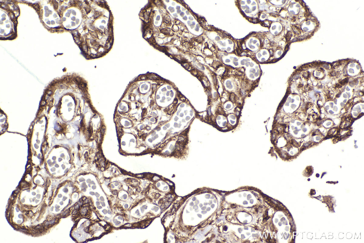 Immunohistochemical analysis of paraffin-embedded human placenta tissue slide using KHC2316 (COPA IHC Kit).