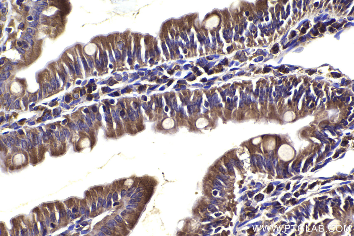 Immunohistochemical analysis of paraffin-embedded rat small intestine tissue slide using KHC2315 (COPB1 IHC Kit).