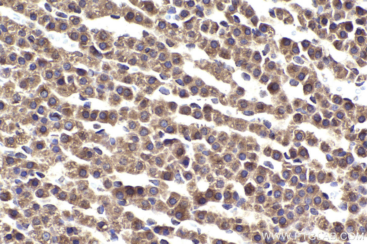 Immunohistochemical analysis of paraffin-embedded rat adrenal gland tissue slide using KHC2315 (COPB1 IHC Kit).