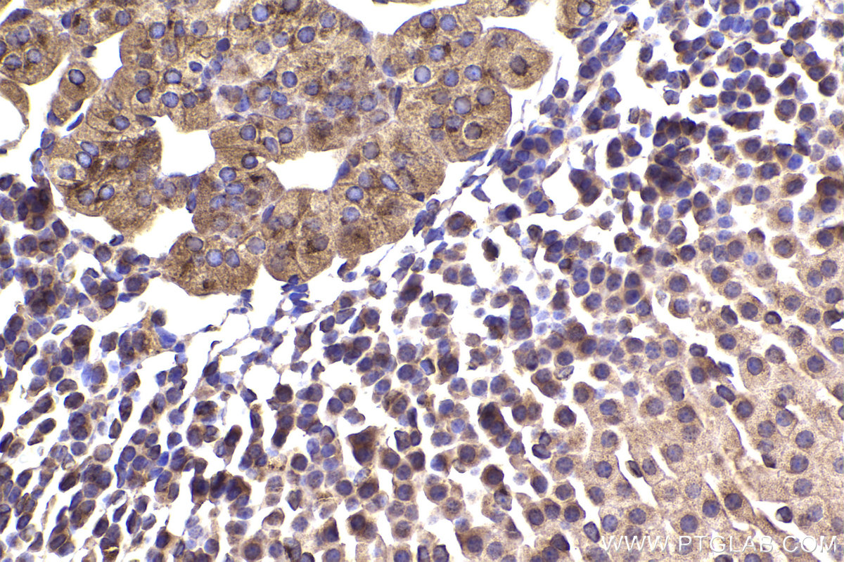 Immunohistochemical analysis of paraffin-embedded mouse adrenal gland tissue slide using KHC2315 (COPB1 IHC Kit).