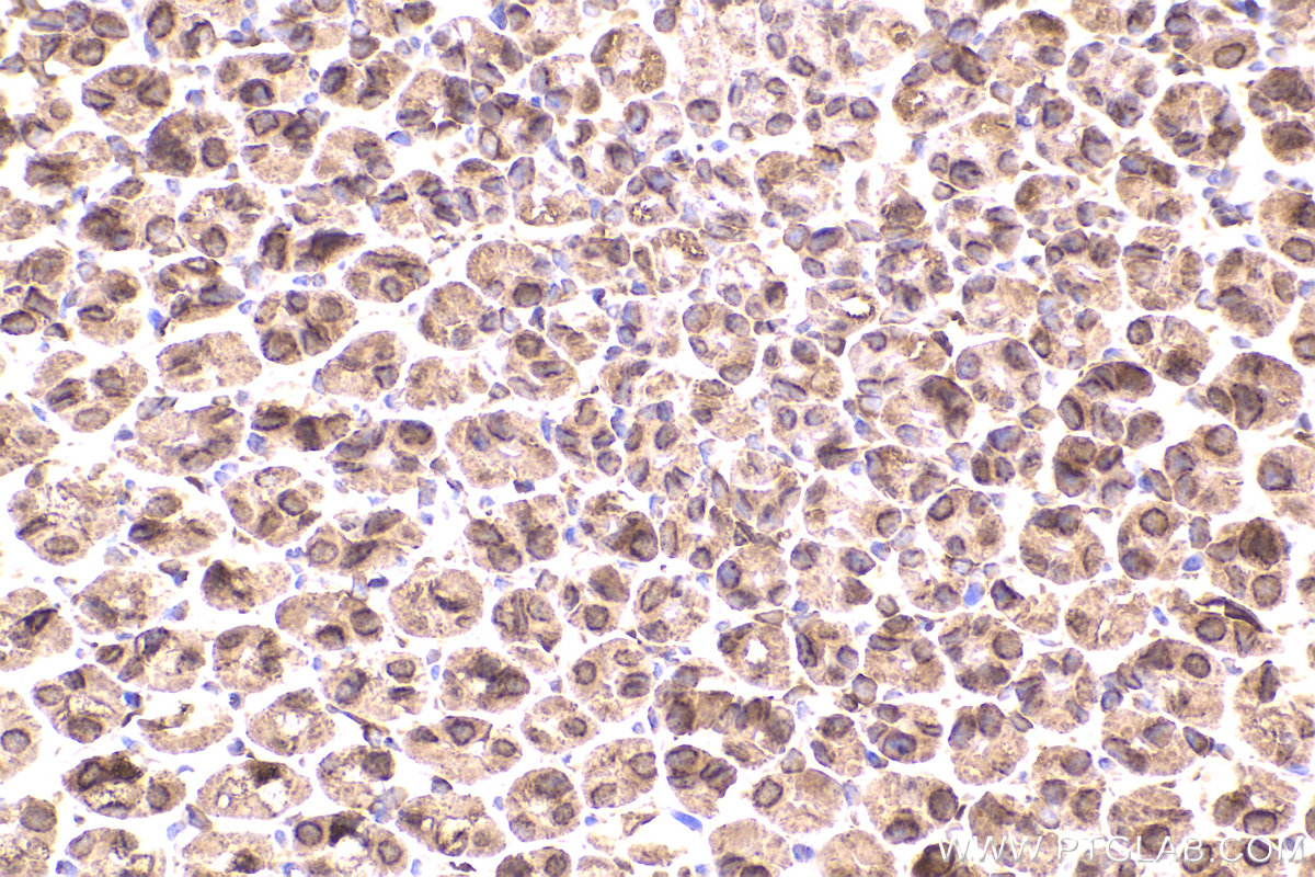 Immunohistochemical analysis of paraffin-embedded mouse stomach tissue slide using KHC2247 (COPB2 IHC Kit).