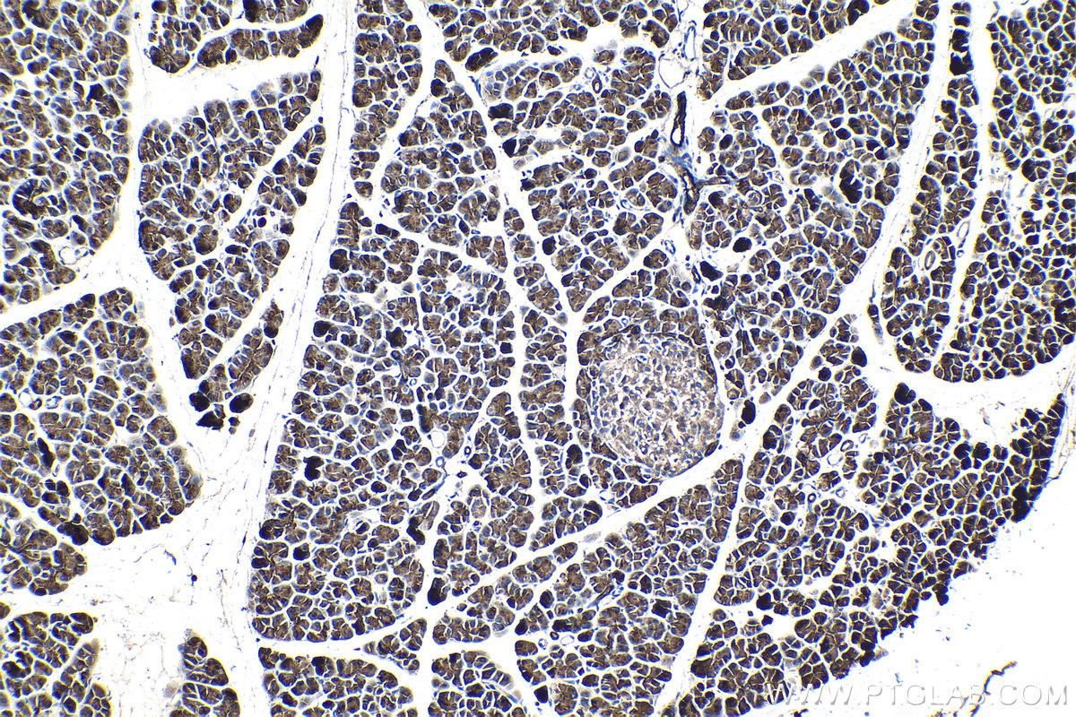 Immunohistochemical analysis of paraffin-embedded rat pancreas tissue slide using KHC1331 (CPA1 IHC Kit).