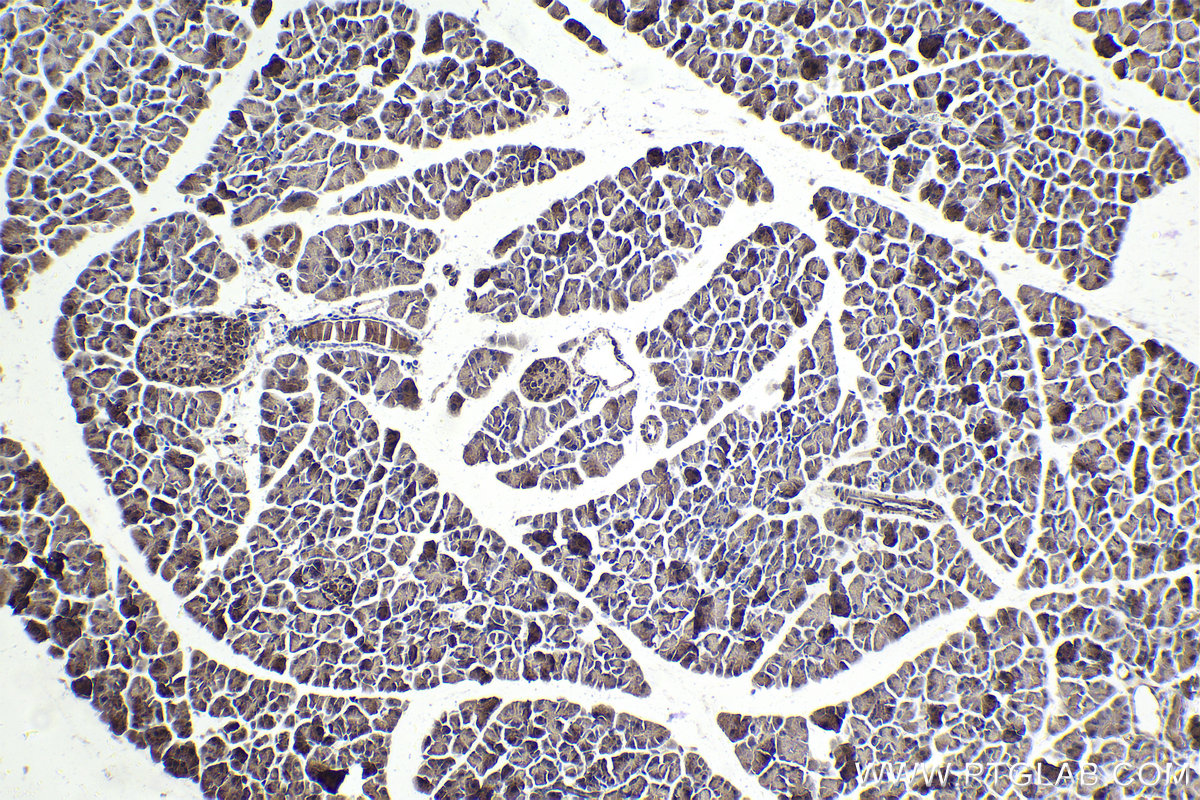 Immunohistochemical analysis of paraffin-embedded mouse pancreas tissue slide using KHC1842 (CREB3L4 IHC Kit).