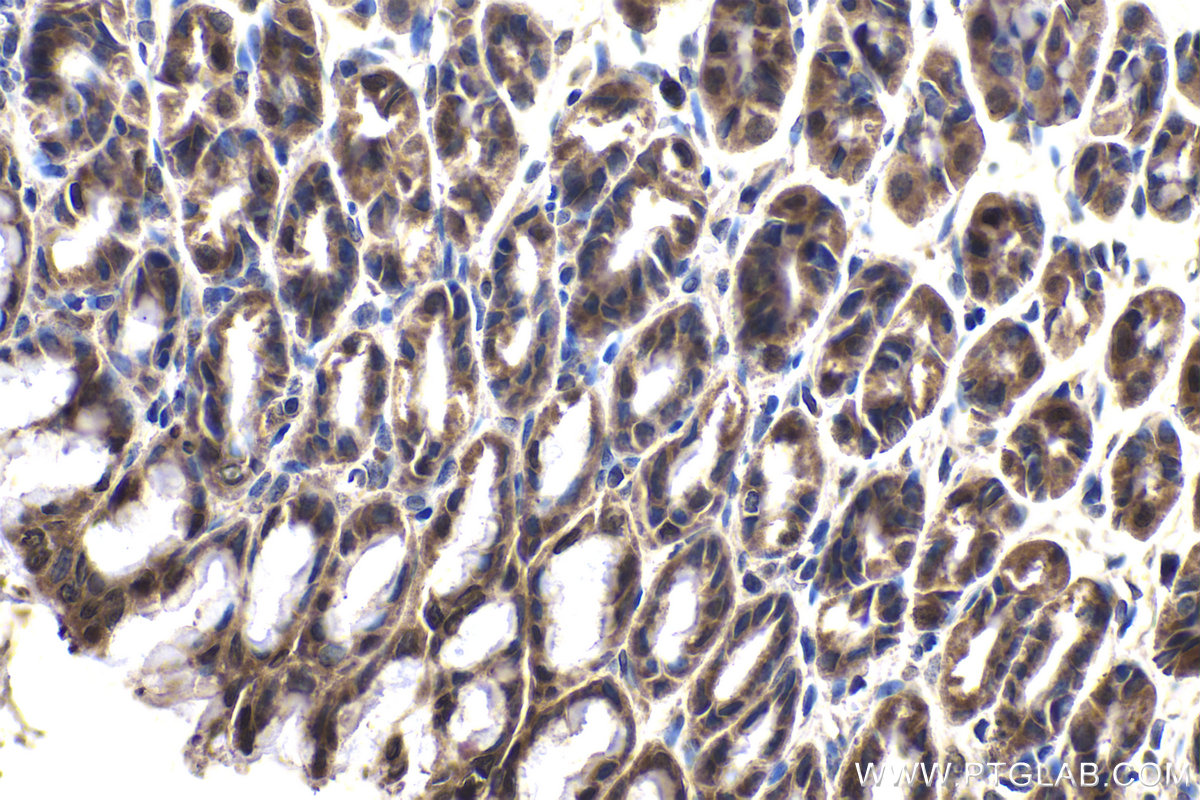 Immunohistochemical analysis of paraffin-embedded rat stomach tissue slide using KHC1792 (CRTC3 IHC Kit).