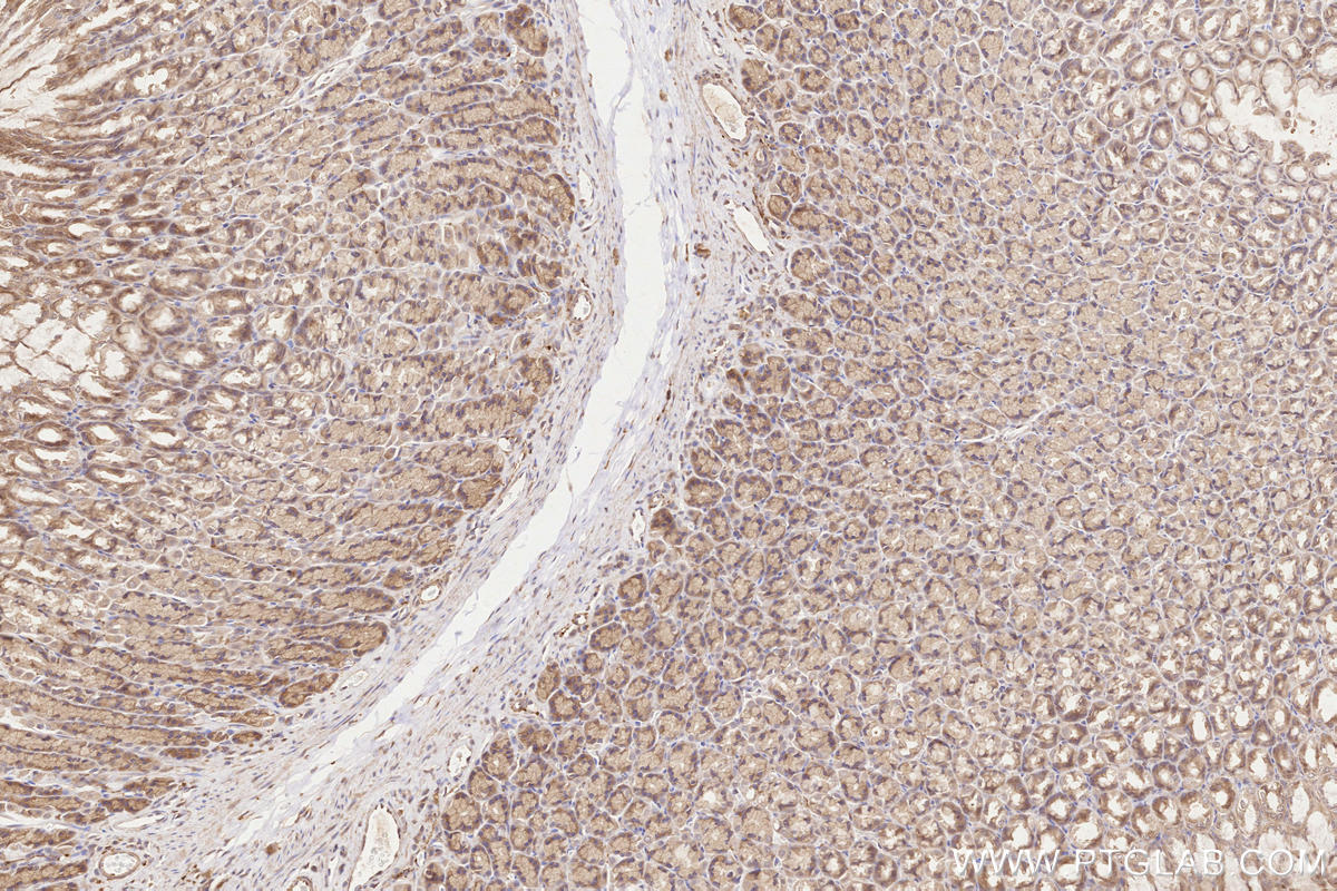 Immunohistochemical analysis of paraffin-embedded rat stomach tissue slide using KHC2530 (CRY2 IHC Kit).