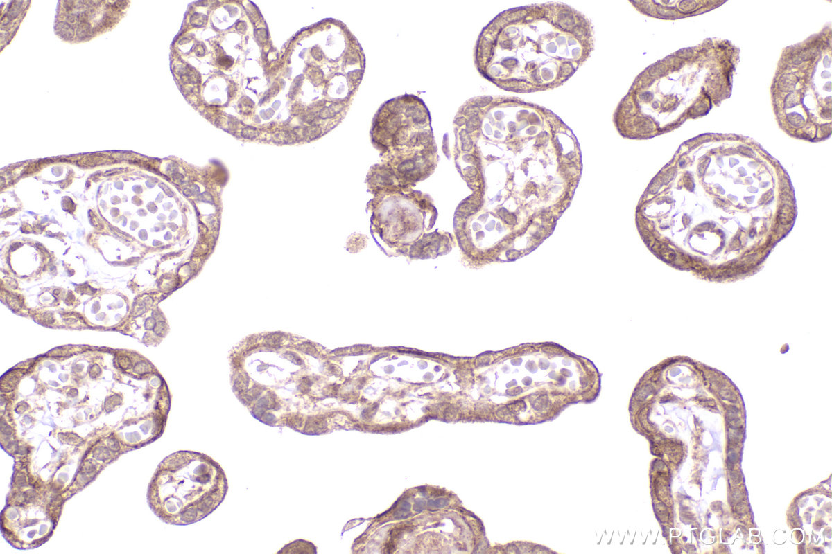 Immunohistochemical analysis of paraffin-embedded human placenta tissue slide using KHC2259 (CSK IHC Kit).