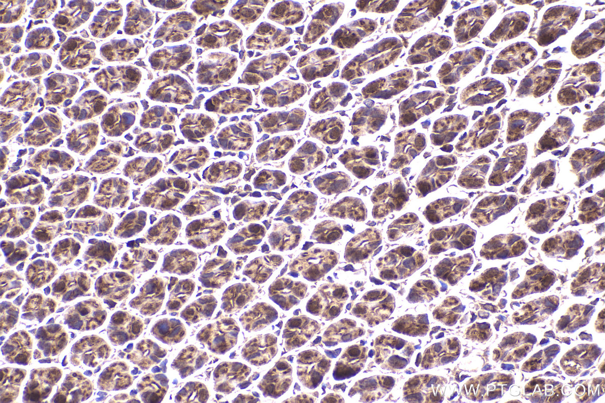 Immunohistochemical analysis of paraffin-embedded mouse stomach tissue slide using KHC2187 (CALM3 IHC Kit).