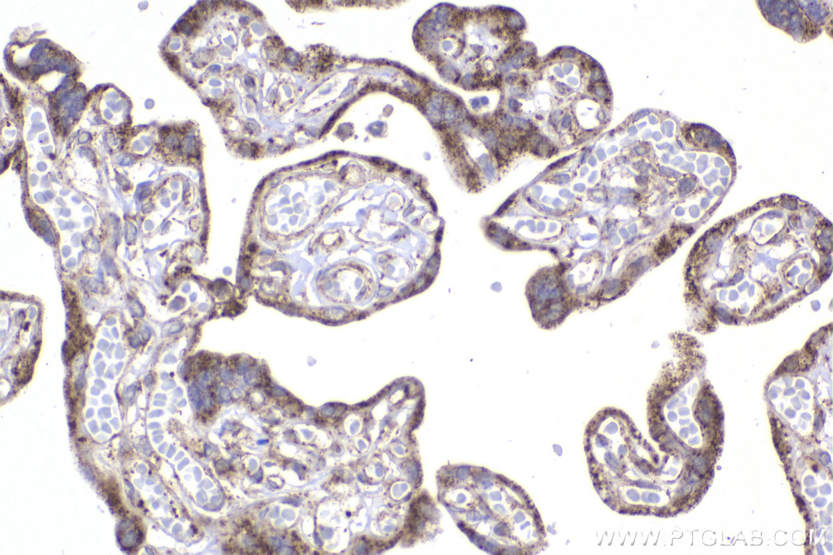 Immunohistochemical analysis of paraffin-embedded human placenta tissue slide using KHC2179 (DBT IHC Kit).