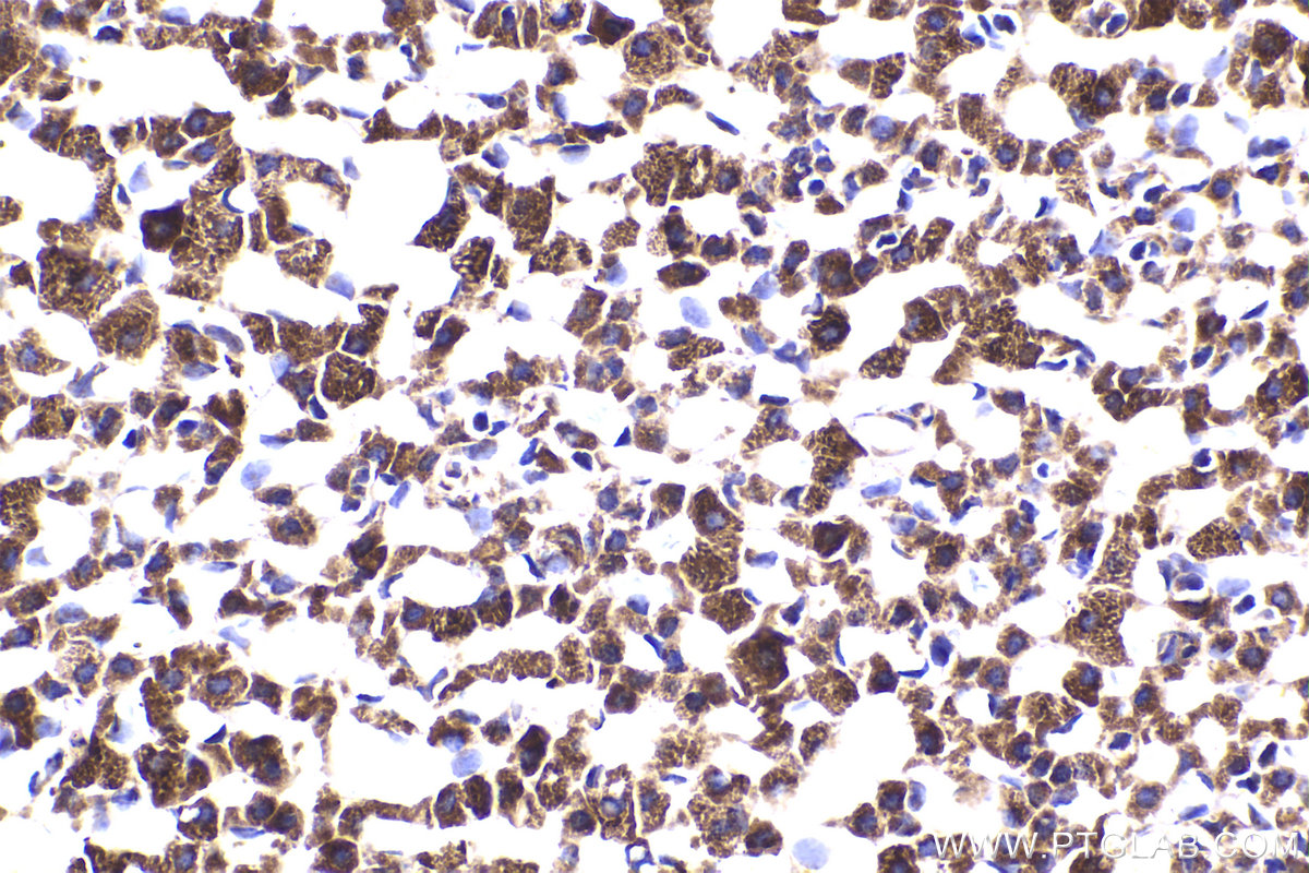 Immunohistochemical analysis of paraffin-embedded rat adrenal gland tissue slide using KHC2179 (DBT IHC Kit).