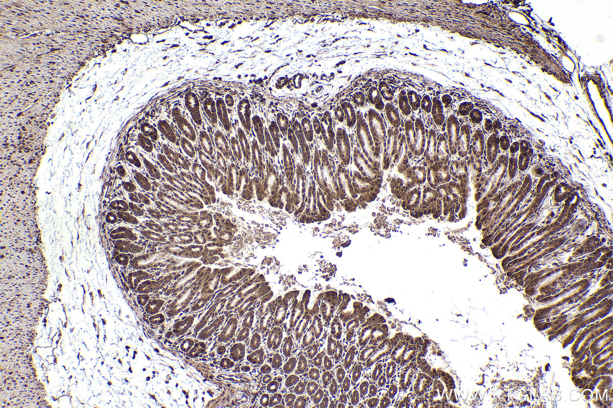 Immunohistochemical analysis of paraffin-embedded mouse stomach tissue slide using KHC2434 (DCTN2 IHC Kit).