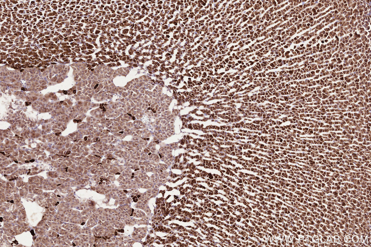 Immunohistochemical analysis of paraffin-embedded rat adrenal gland tissue slide using KHC2523 (DDR2 IHC Kit).